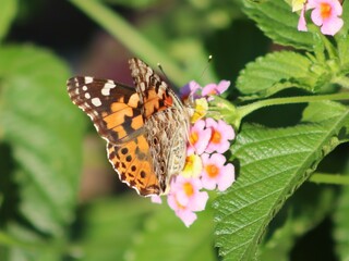 Painted Lady butterfly on pink flowers