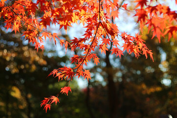 red maple leaves in fall at Morris Arboretum of the University of Pennsylvania, Chestnut Hill,...