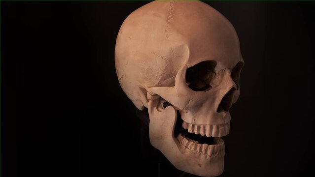Anatomical model of human skull slowly rotates on isolated black background. Medical mockup. Skeletal system and human anatomy.