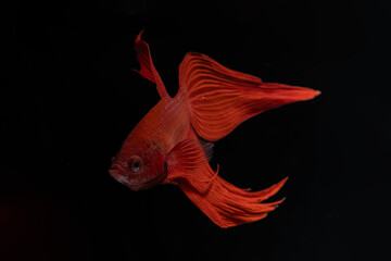 Red Veil tail Siamese Fighting Fish (Betta Splendens) isolated on black background. © Supakit