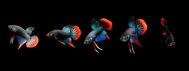 photo set of Betta Imbellis or siamese fighting fish isolated on black background. © Supakit