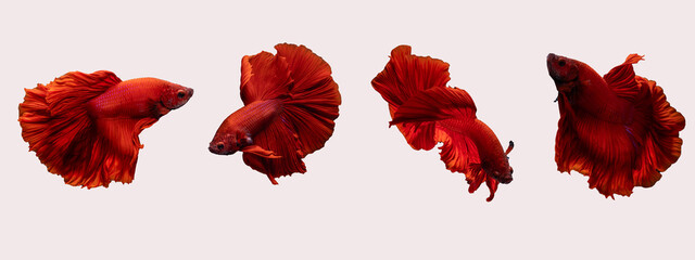 Photo set of moving motion of red half moon siamese fighting fish (Betta Splendens) isolated on white background.