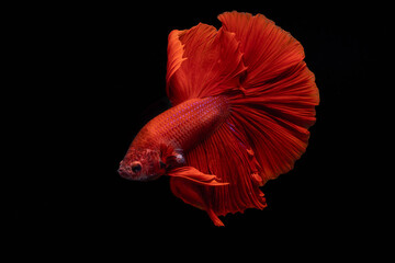 Fototapeta premium Red Halfmoon Siamese Fighting Fish, Betta Splendens, Plakad, Rhythmic of Betta fish isolated on black background. Close up, macro photography.