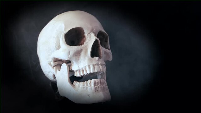 White skull spin in fog. Hyper-realistic model of human skull slowly rotates on black surface dark background. Figurine of human skeleton head skull.