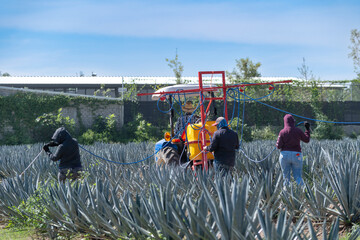 Cuatro trabajadores están fumigando el campo de agaves con un tractor y herramientas de...