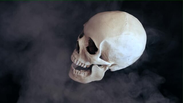 Creepy skull in smoke rotates on black, approaching close-up shot. Model for art sketch, replica. Halloween party background. White skeleton.