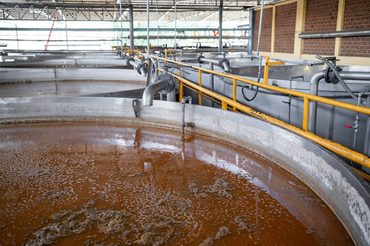 Los liquidos del agave se est&aacute;n fermentando en las tinas de la fabrica de Tequila.
