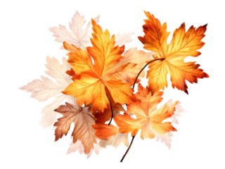 Autumn leaves on transparent background cutout.