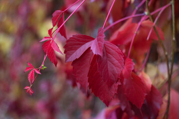 red autumn leaves of wild grapes with berries on a trellis