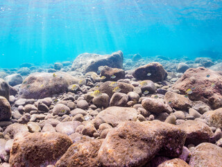 ヒリゾ浜の美しい波打ち際のシマハギ（ニザダイ科）他の幼魚の群れ。

静岡県伊豆半島賀茂郡南伊豆町中木から渡し船で渡るヒリゾ浜にて。
2023年10月22日水中撮影。

A school of the Beautiful Convict surgeonfish juvenile and others in the beautiful surf. 

HIRIZO Beach, Nakagi, Sou