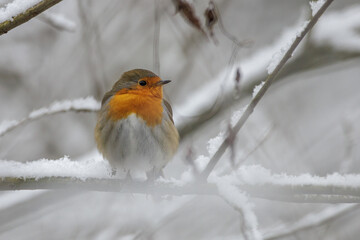 Rotkehlchen (Erithacus rubecula)