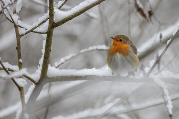 Rotkehlchen (Erithacus rubecula)