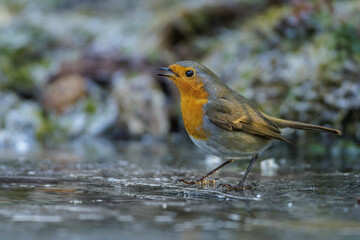 Rotkehlchen (Erithacus rubecula)