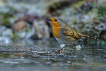 Fototapeta premium Rotkehlchen (Erithacus rubecula)
