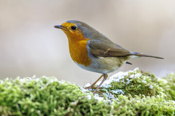 Rotkehlchen (Erithacus rubecula)