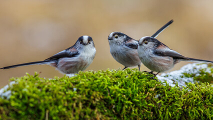 Schwanzmeise (Aegithalos caudatus)