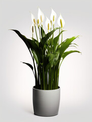 Peace Lily (Spathiphyllum)  Studio Shot Isolated on Clear Background, Generative AI