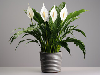 Peace Lily (Spathiphyllum)  Studio Shot Isolated on Clear Background, Generative AI