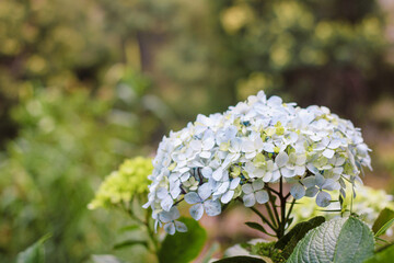 Closeup of Hydrangea macrophylla