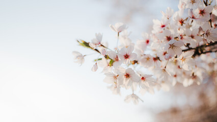 cherry blossom in spring in spring