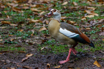 Nilgans (Alopochen aegyptiacus)