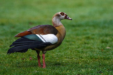 Nilgans (Alopochen aegyptiacus)
