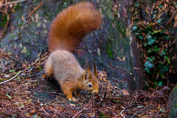 Eichhörnchen (Sciurus vulgaris) © Rolf Müller