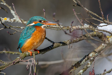 Eisvogel (Alcedo atthis) Weibchen