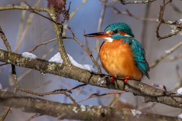 Eisvogel (Alcedo atthis) Weibchen