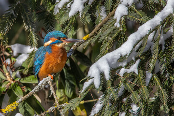 Eisvogel (Alcedo atthis)