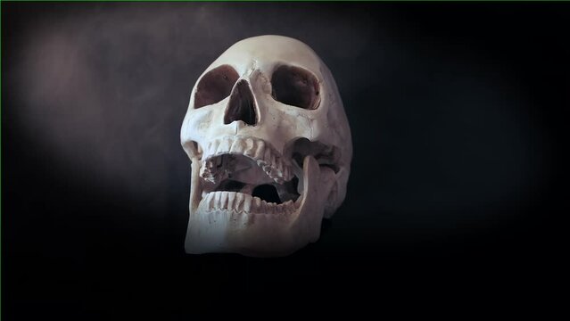 Hyper realistic model of human white skull creepy rotates in fog on black surface in dark. Figurine of human skeleton head skull. Halloween party background. Dramatic shot close up.
