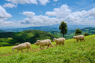 Naklejka na ściany i meble a group of sheep at a sheep farm in Chiang Rai Northern Thailand Doi Chang mountains