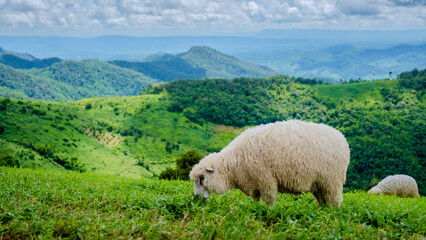 Fototapeta premium sheeps at a sheep farm in Chiang Rai Northern Thailand Doi Chang mountains