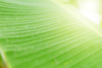 Close up texture of green banana leaves, banana tree leaves. green plant background in garden with copy space used natural green plant landscape background, ecology, fresh wallpaper concept