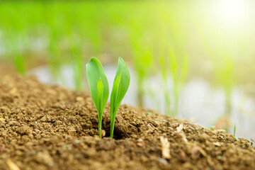 Young corn plants growing on the field