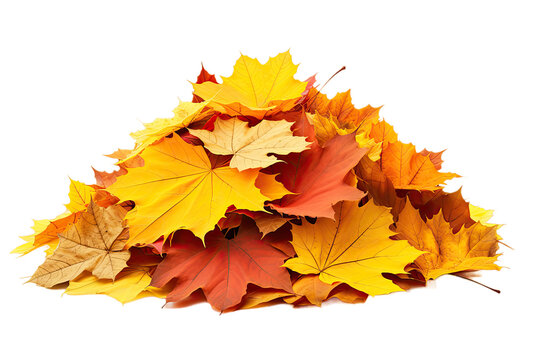 Pile of autumn leaves on transparent background