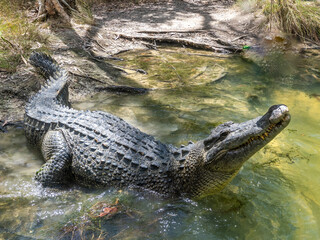 Salt water crocodile on the river bank with its head raised.
