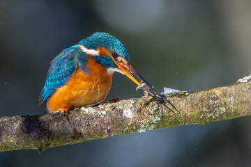 Eisvogel (Alcedo atthis) Weibchen