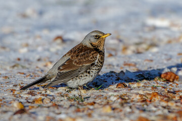 Wacholderdrossel (Turdus pilaris)
