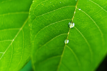 Macro closeup of Beautiful fresh green leaf with drop of water after the rain in morning sunlight nature background.
