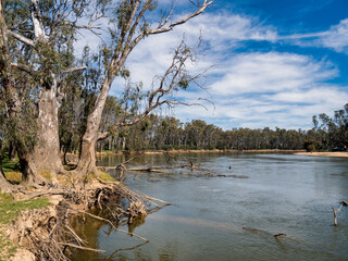 Murray River Landscape near Tocumwal, Victoria