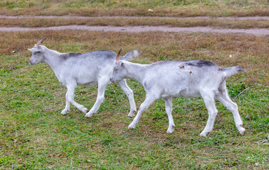 Fototapeta premium Goats graze in the grass in the pasture