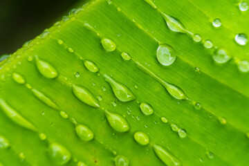 Macro closeup of Beautiful fresh green leaf with drop of water after the rain in morning sunlight nature background.