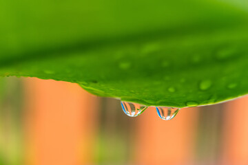 Fototapeta premium Macro closeup of Beautiful fresh green leaf with drop of water after the rain in morning sunlight nature background.