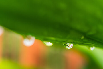 Macro closeup of Beautiful fresh green leaf with drop of water after the rain in morning sunlight nature background.