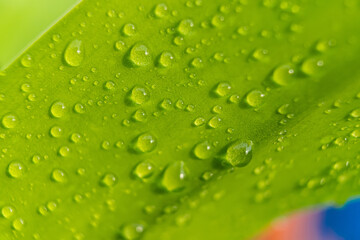 Macro closeup of Beautiful fresh green leaf with drop of water after the rain in morning sunlight nature background.