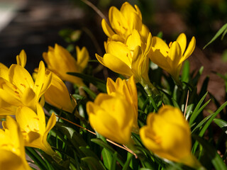 yellow tulips in spring