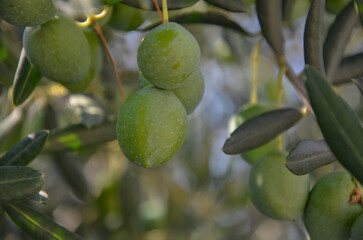 ripening and green olives on the tree in Croatia