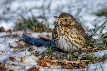 Singdrossel (Turdus philomelos)
