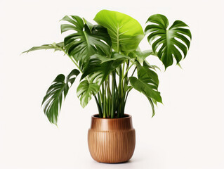 Monstera Deliciosa (Swiss Cheese Plant) Studio Shot Isolated on Clear Background, Generative AI